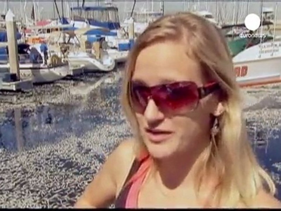Des millions de sardines mortes en Californie (français) ;)