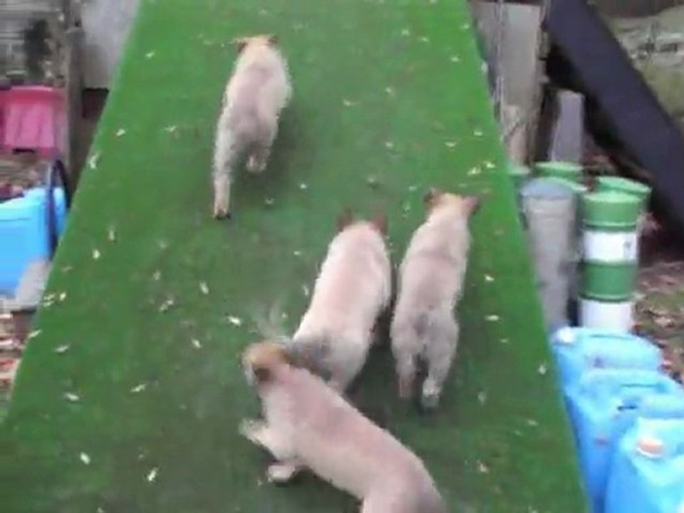 chiots Dalton x horkia