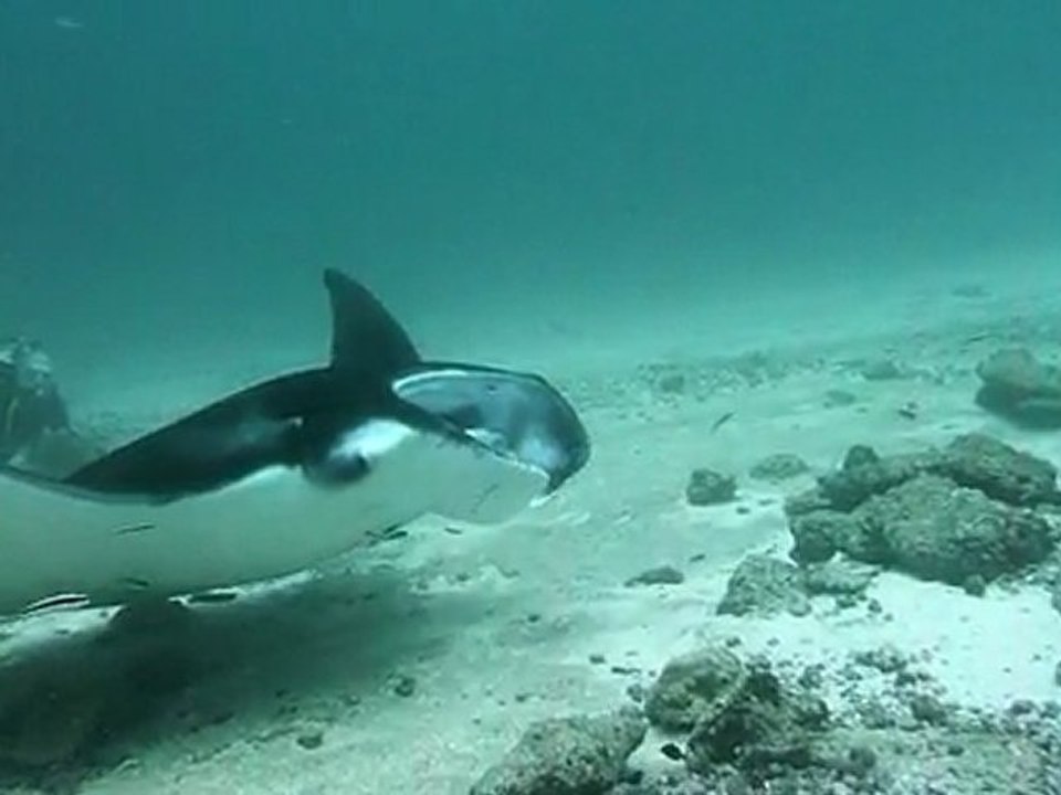 mantas