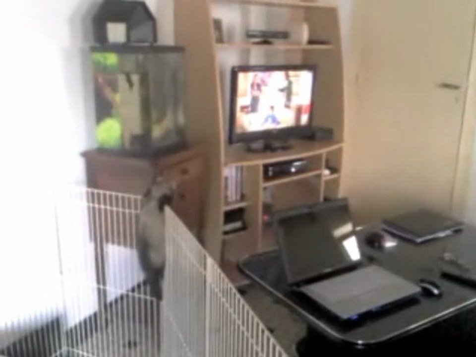 Le remake de "Prison Break" version furet...