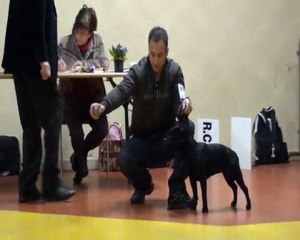 Carinos team, staffordshire bull terrier, valence Mars2011