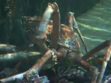 Crabzilla au Sea Life Val d'Europe