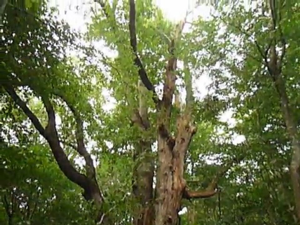 Géants de la forêt de Tronçais, en Allier
