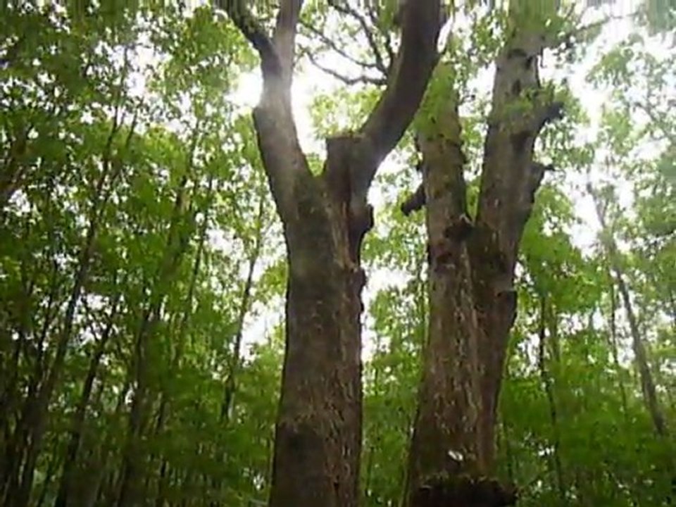 Des géants dans la forêt de Tronçais, en Allier