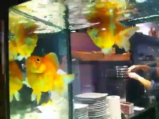 las bailarinas bulímicas