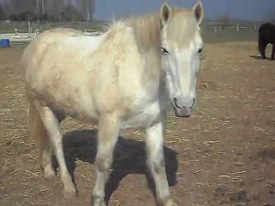 Poney CAMARGUE on attend l'herbe ! 04/03/2011