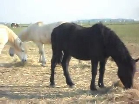 POULAINS MERENS ET CHEVAUX CAMARGUES 04/03/2011 SDC10338