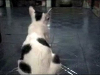 Aggresive cat waiting and hunting formouse