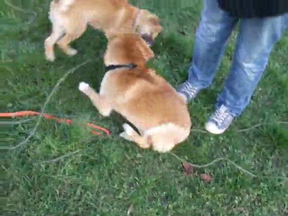 jeux de shibas