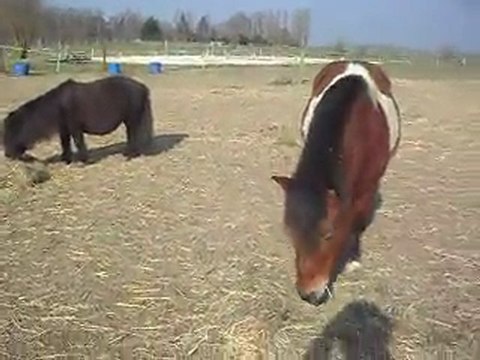 PONEYS SHETLAND et POTTOK 04/03/2011 SDC10334