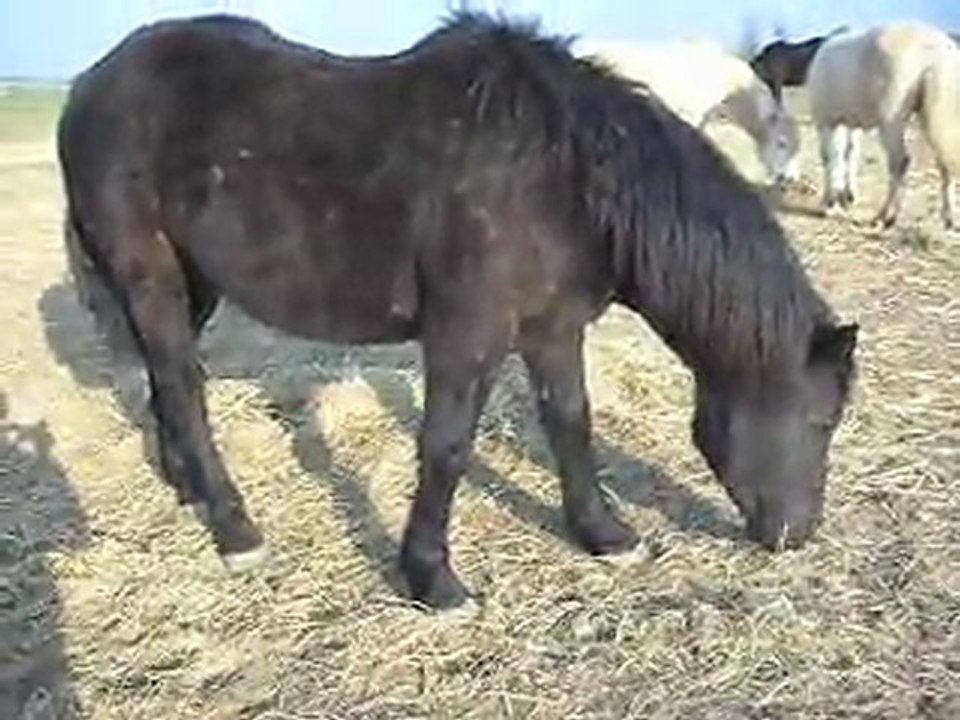 POULAIN MERENS DE 2 ANS 04/03/2011 SDC10339