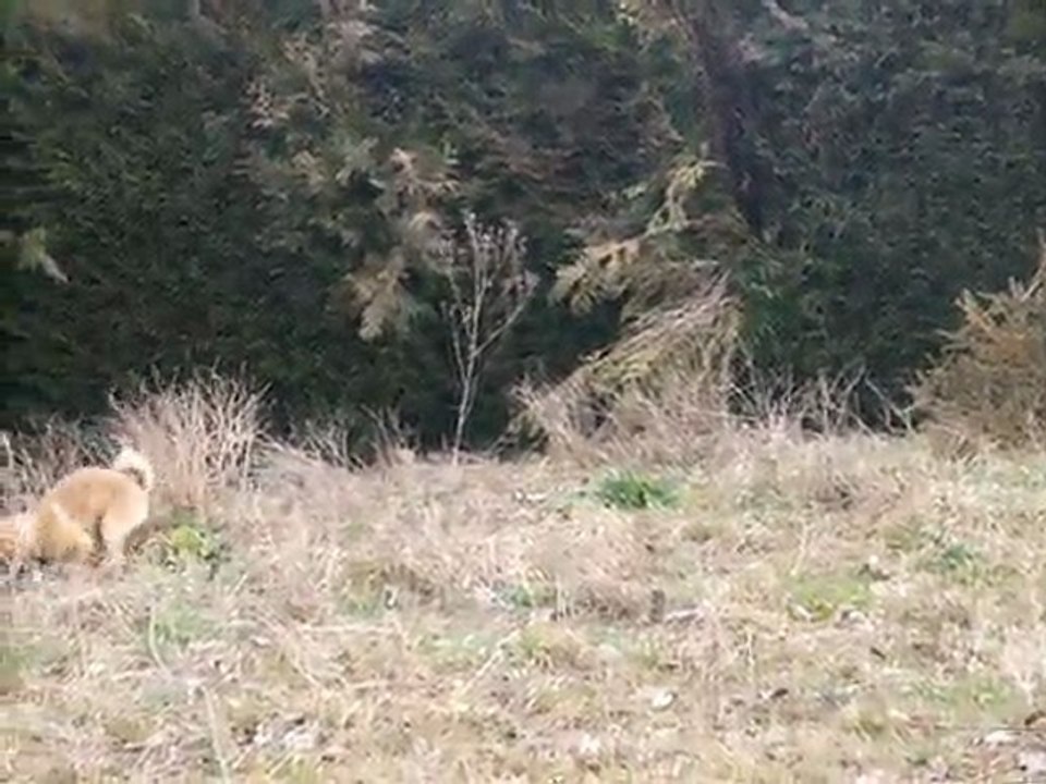 fushi dans son nouveau jardin