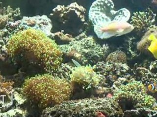 Un aquariophile qui nage dans le bonheur (Sallertaine)