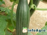 How to grow cucumbers. 1st Chapter