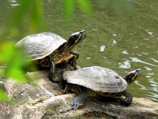 Animaux du parc de Boulogne Edmond de Rotschild
