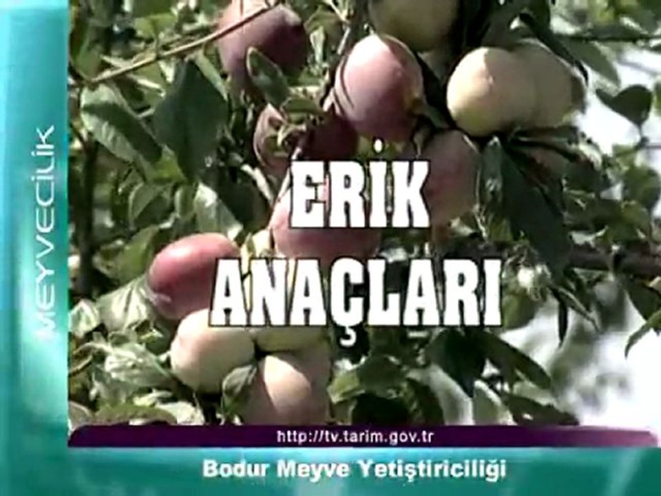 bodur meyve yetistiriciligi