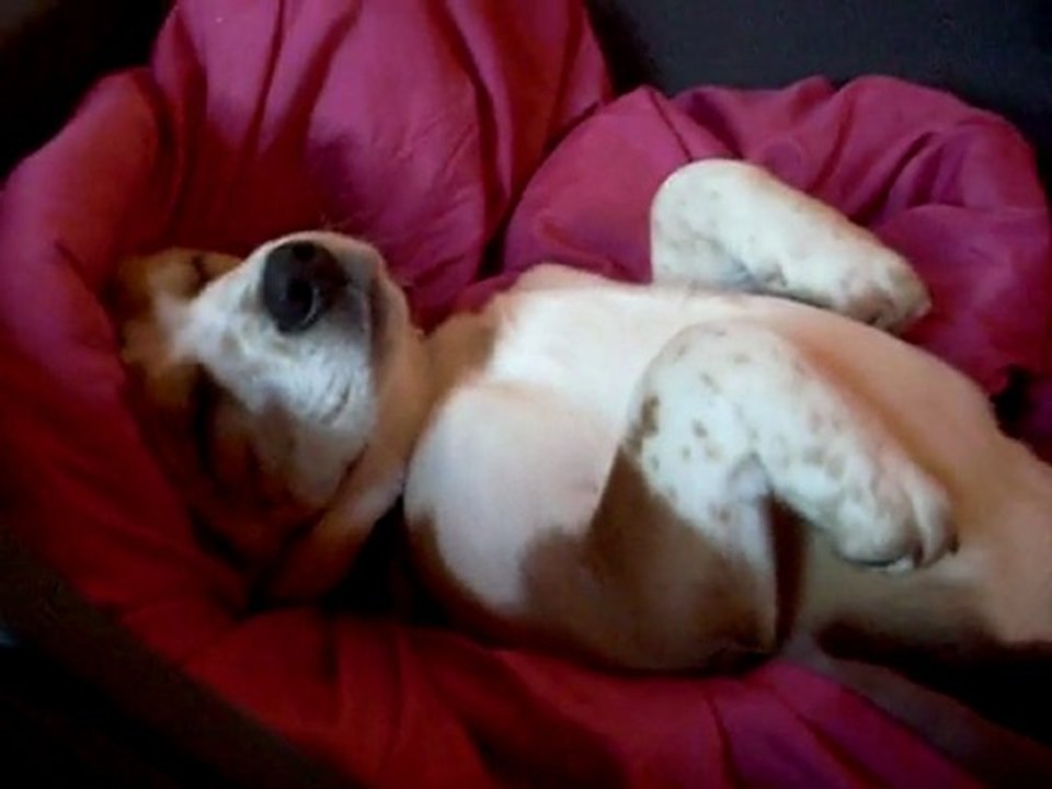 ma beaglette qui ronfle ^^