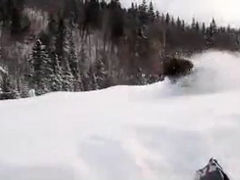 Orignal dans le sentier