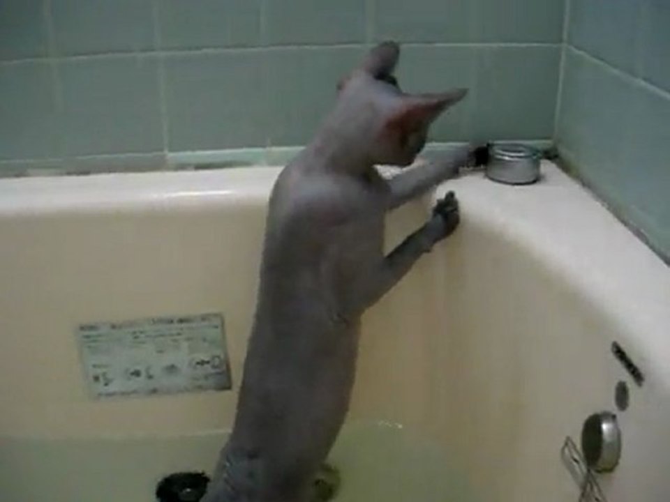 Sphynx_1