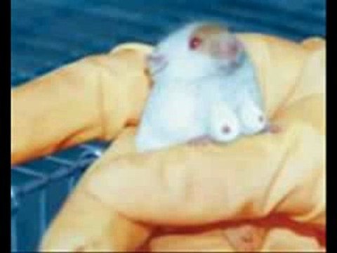 Criaturas Sobrenaturales 2 (Supernatural Creatures 2)