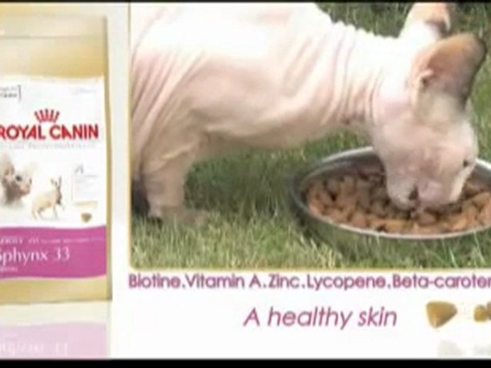 Royal Canin Sphynx video
