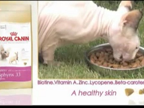 Royal Canin Sphynx video