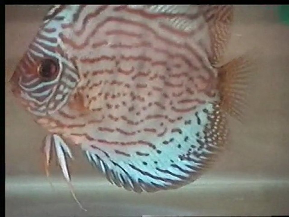 Altum flora dişi ile red turkuaz leopar erkekte yumurta dökt