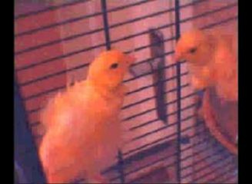 mes oiseaux