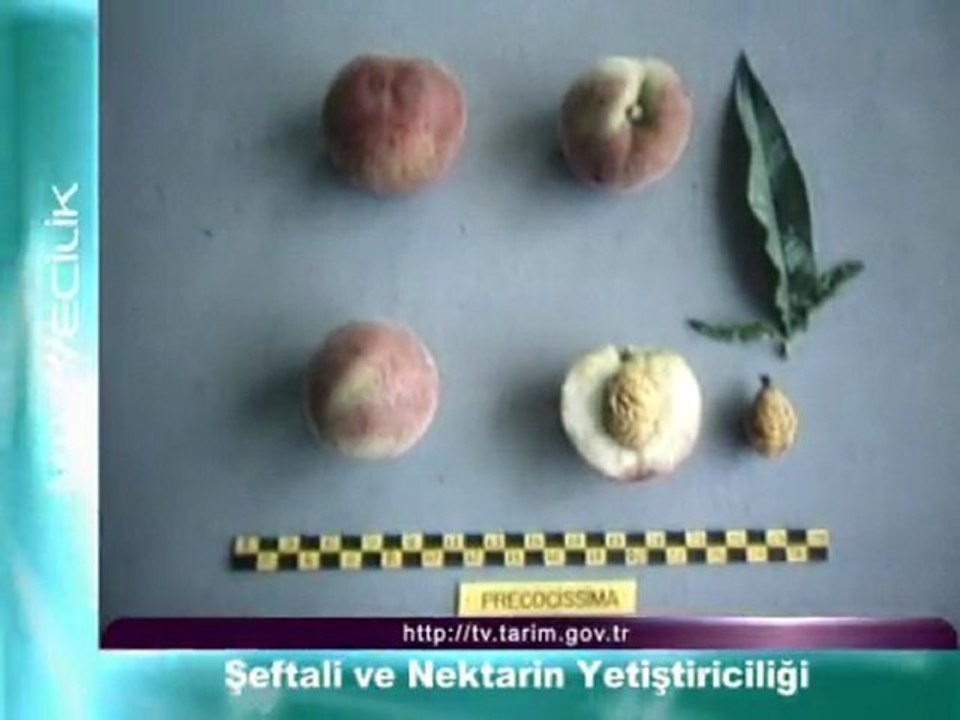 seftali ve nektarin yetistiriciligi