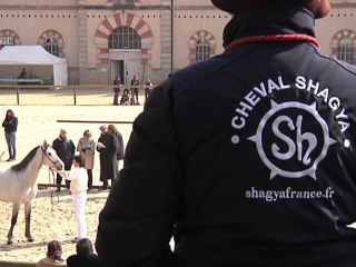 Présentation des étalons arabes Shagya