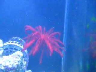 Feather Starfish qui se déplace