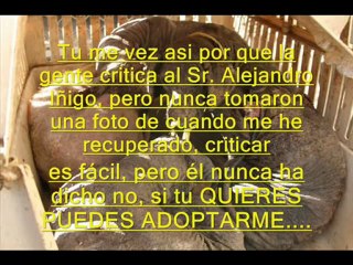 Alejandro Iñigo el mejor amigo de los perros