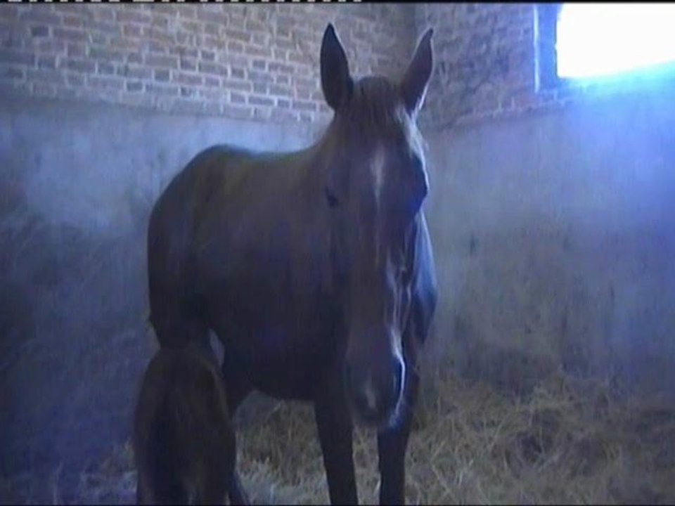 Brianne au box