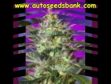 Sweet Seeds Autoflowering Cannabis Seeds