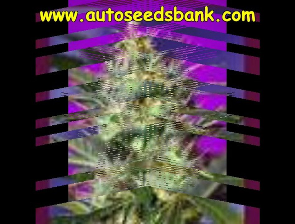Sweet Seeds Autoflowering Cannabis Seeds
