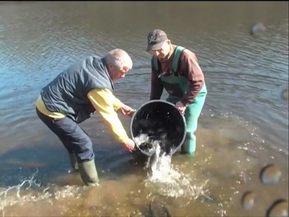 300 KILOS DE TRUITES AU BREUIL
