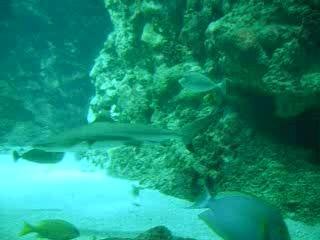 requins à Océanopolis