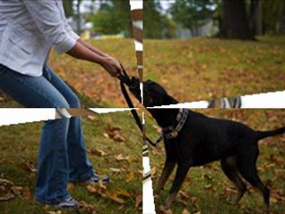 Como Entrenar A Un Perro