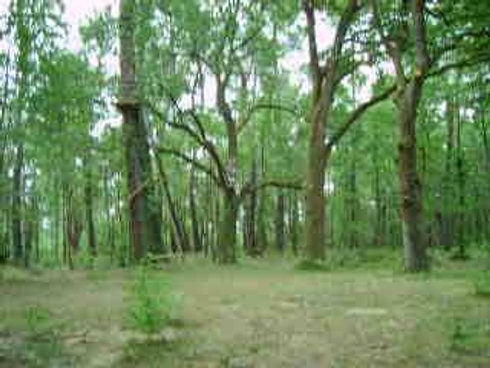 accrobranche été 2006