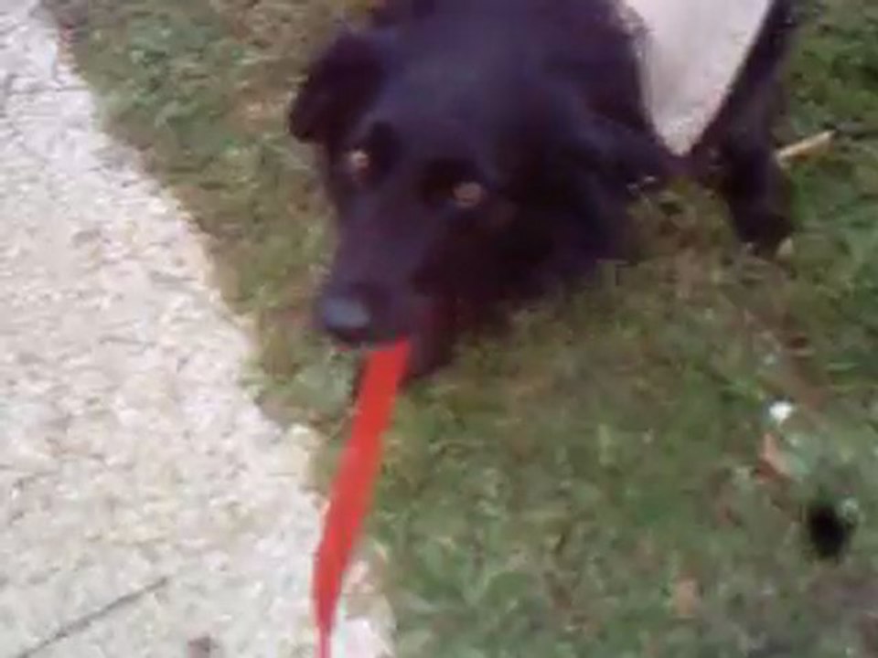 VIDEO Choupette le 31 janvier 2011 010