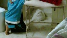 قطه للبيع
