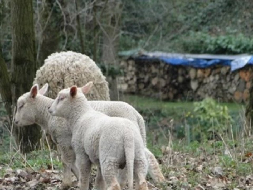 Moutons