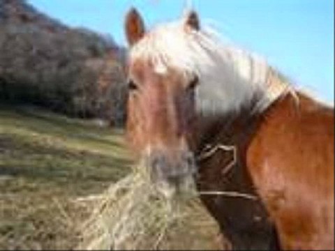 Poney club evasion debut Gerico fin Toby ancien cheval mort