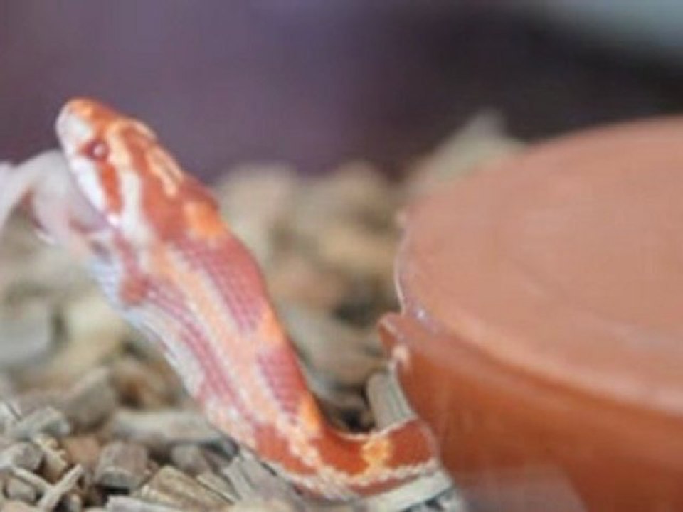 serpent