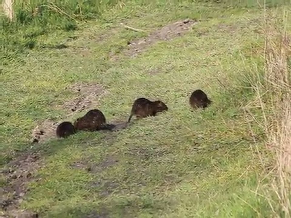 Sortie dans le Marais poitevin