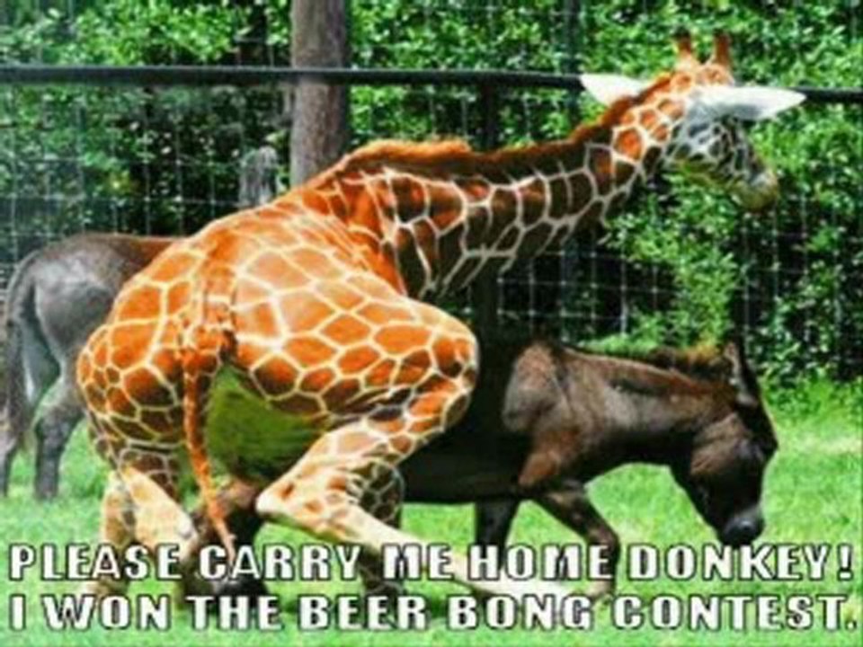Very_Funny_Animals_3