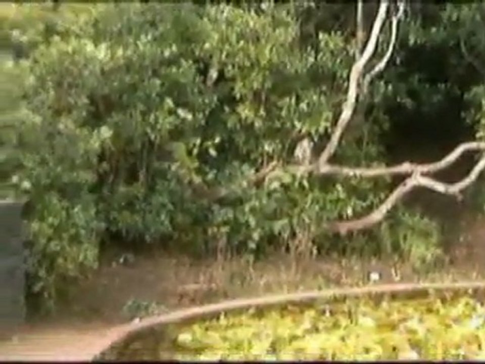 Mauritius Blck River Gorges