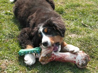 Elevage du bois de cissard