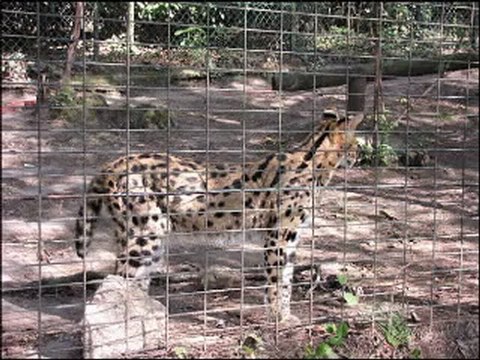 Zoo parc de Beauval Félins