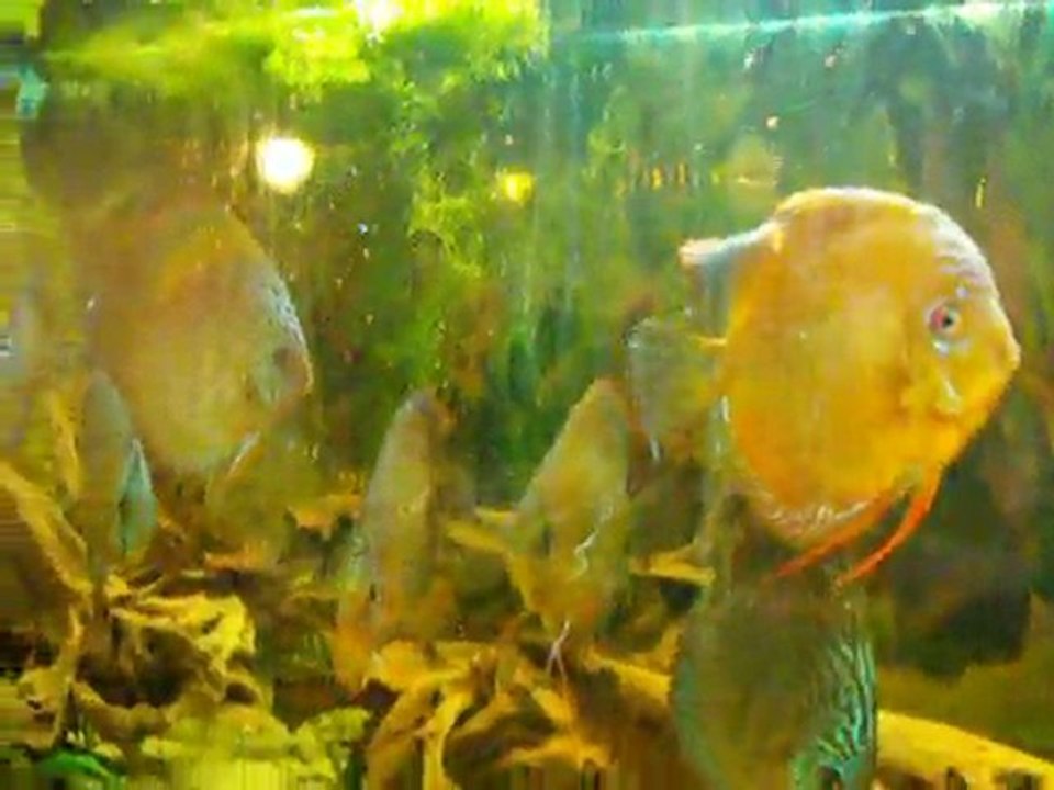 aquarium 700L discus brun